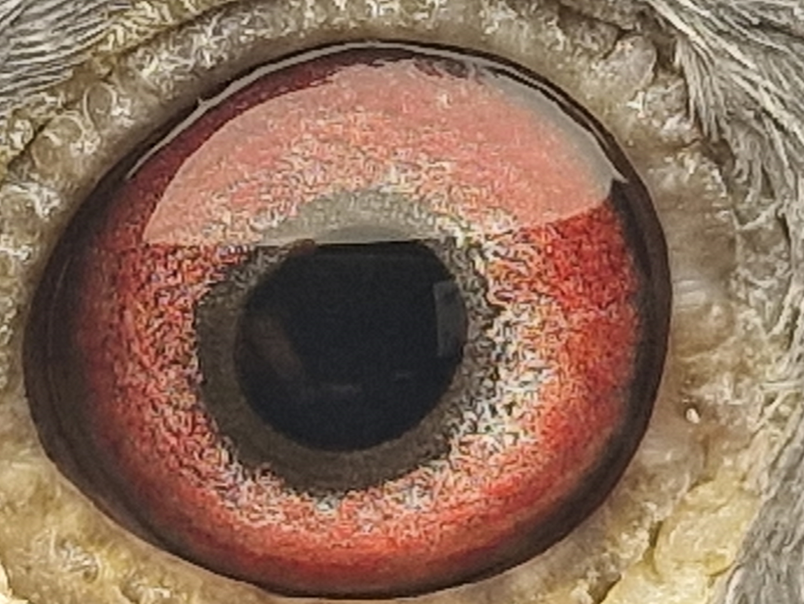 Pigeon eye